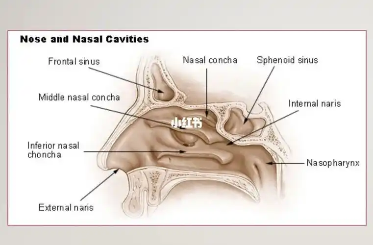 留美声乐博士干货分享-共鸣腔体图
