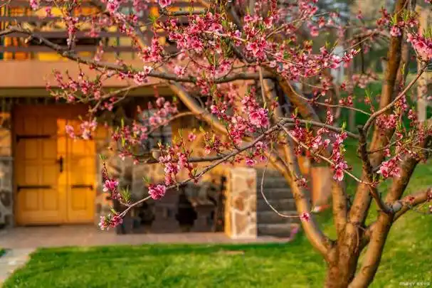《我的植物朋友桃花》小学三年级习作