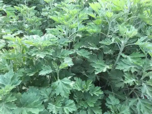 艾蒿泡水喝的功效与作用艾蒿泡水可以治积食嘛