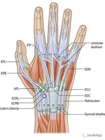 尺侧腕伸肌小指伸肌腱指总伸肌与示指伸肌腱拇长伸肌桡侧腕短伸肌和