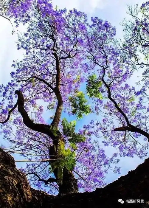 花期为两个月;蓝花楹,它有一个凄美的爱情传说,它的花语是:绝望中等待