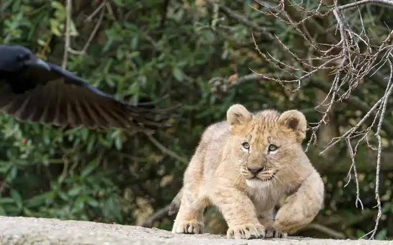 回车桌面>电脑壁纸>动物>可爱的小狮子>
