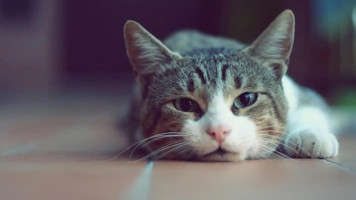 可爱的小猫图片高清宽屏桌面壁纸