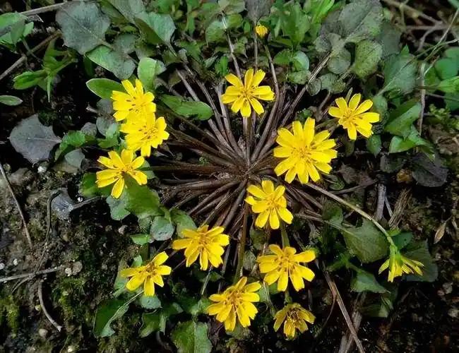 3种老一辈眼里的救命草,比黄金还珍贵,究竟有何过人之处?