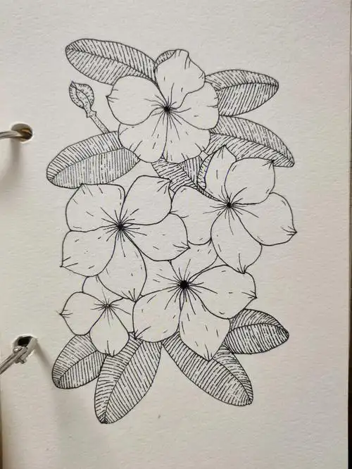 针管笔黑白手绘花卉临摹练习