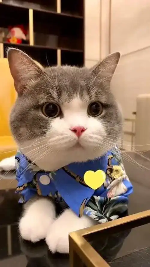 厉害了,挑战全网最可爱的小猫咪,不接受任何反驳!