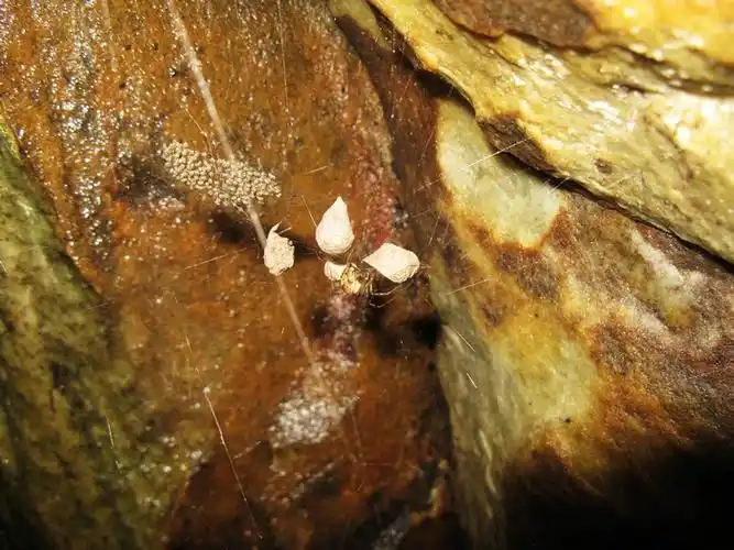 蜘蛛和它的卵袋