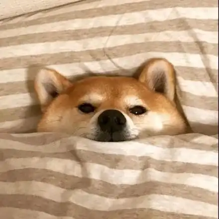 柴犬盖被子睡觉表情 - 柴犬盖被子睡觉表情包_柴犬_萌萌哒表情-发表情