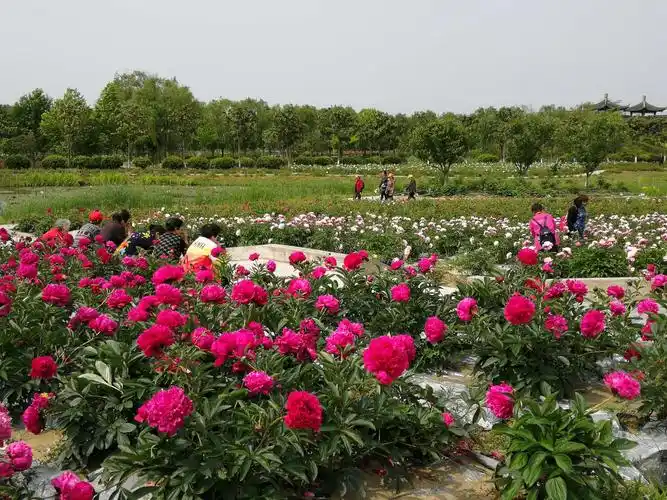 扬州枣林湾芍药园