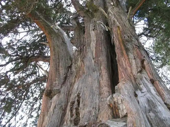 驱车巴宜区八一镇,前往古巨柏林自然保护区