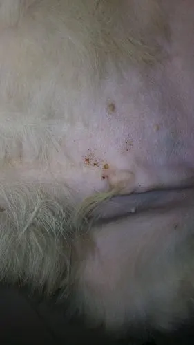 狗狗肚子上面长了一片小黑点是什么