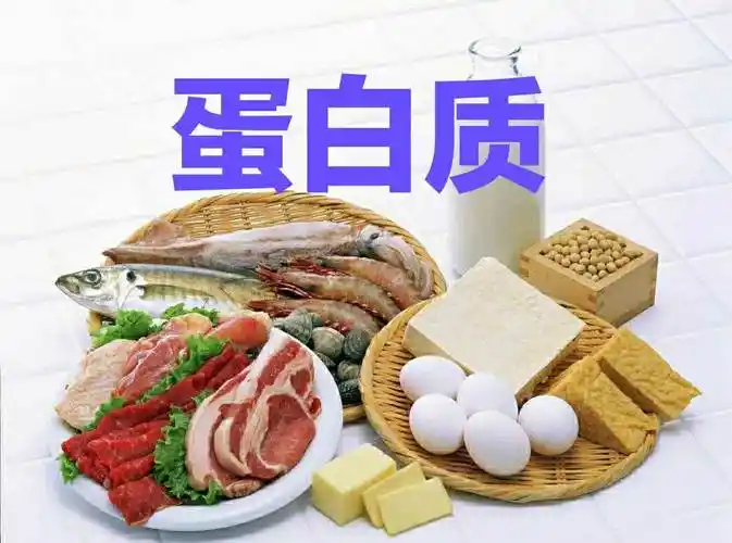 认识营养素(二)蛋白质