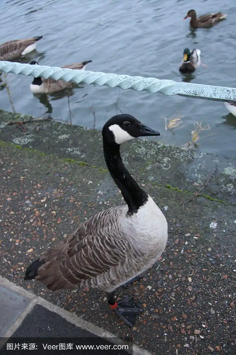 特写,加拿大黑雁,野生动物,英国,一只动物