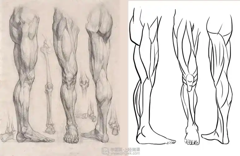临摹腿腿部人体肌肉结构入门训练