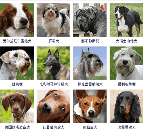 > 狗种名字
