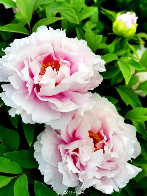 壁纸 花 桌面 690_920 竖版 竖屏 手机