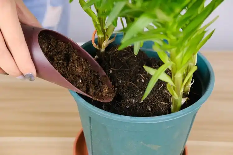 1,换水一般换水要频繁,防止种球腐烂.