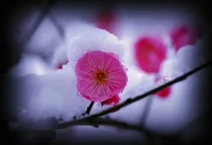 其它 梅之韵//绝句,律诗篇 写美篇【七律*咏梅】  文/梅香入梦  傲雪