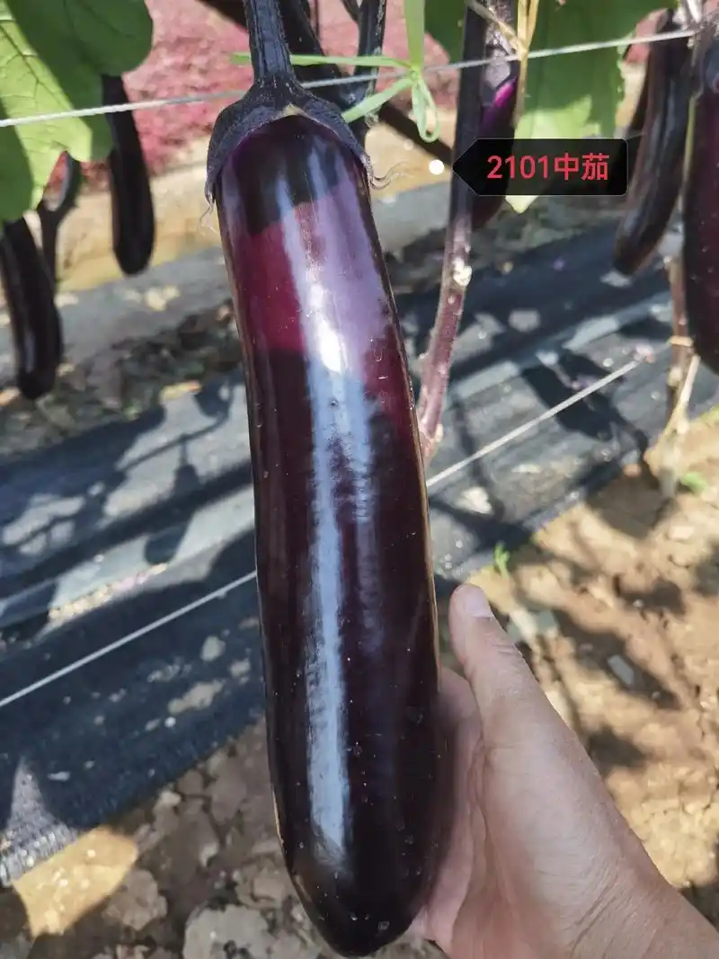 茄子系列品种! - 抖音