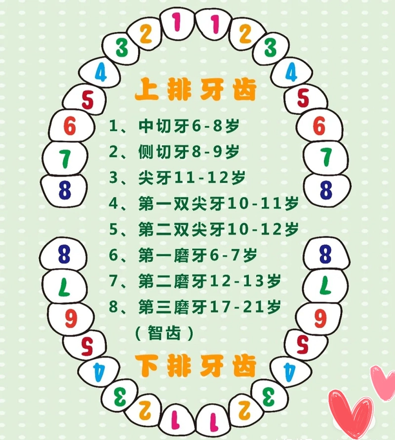 长牙的顺序是什么?注意事项有哪些?