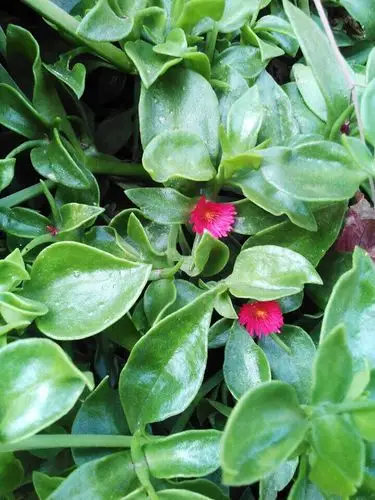 食材新宠——田七叶