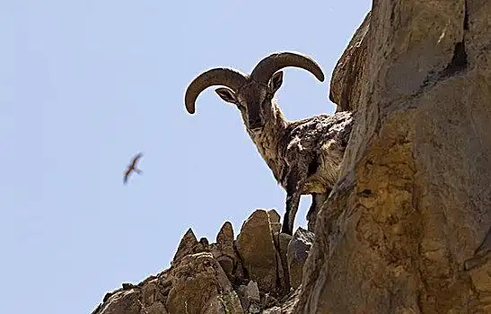 贺兰山岩羊图片