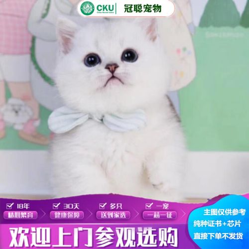 冠聪银渐层猫幼猫矮脚英短五粉拿破仑活体猫咪英国短毛猫矮脚蓝金渐层
