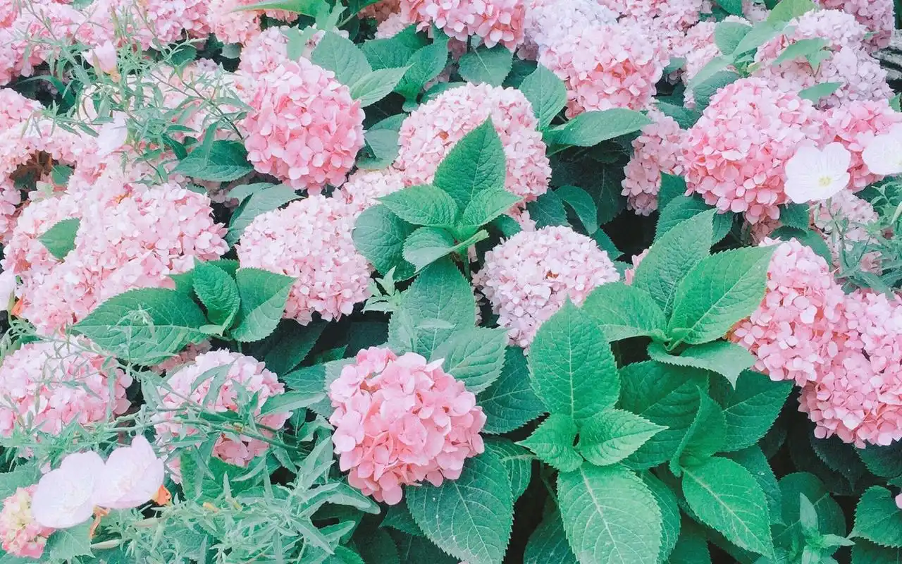 治愈系唯美花卉植物高清桌面壁纸图片