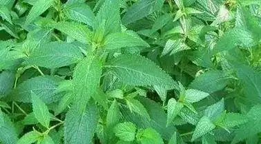 金边溪黄草的功效与作用_溪黄祛湿茶的功效与作用_干金边灵芝的功效与