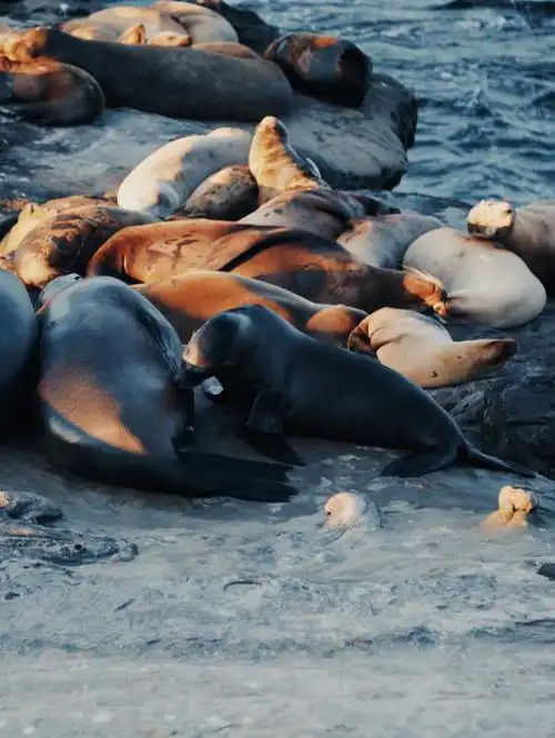 周末遛娃圣地亚哥拉霍亚海豹滩