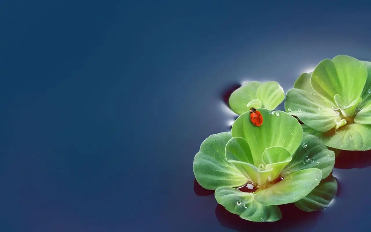 春天的气息唯美风景图片电脑桌面壁纸