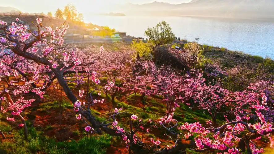 在那桃花盛开的地方