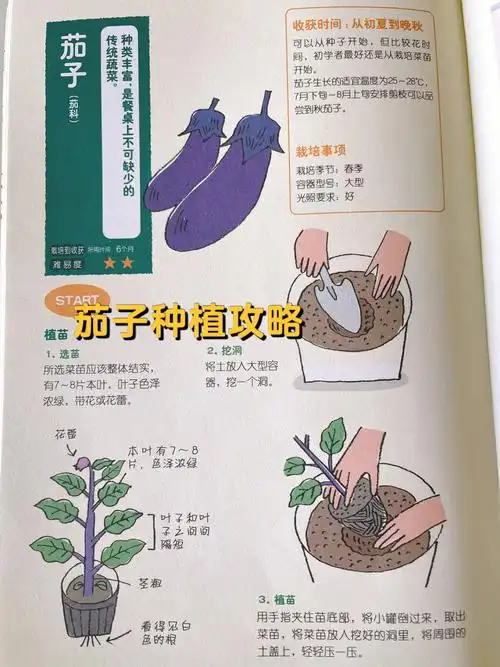 茄子的种植,新手建议直接入苗哦!种子开始种时间会比较长.