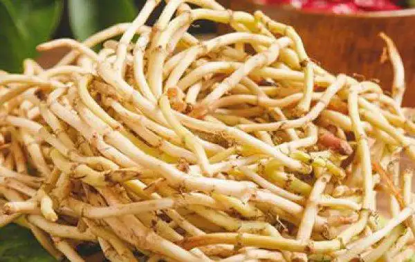 茅根与鱼腥草的区别