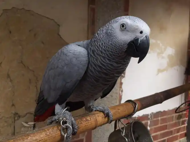 一只会说话的灰鹦鹉
