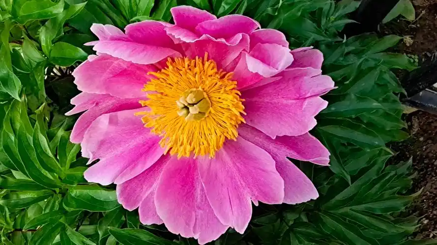 早上拍的家养芍药花手机屏保壁纸