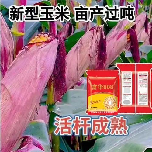 富华808双胞胎玉米种子大全高产矮杆大棒抗倒伏抗旱抗病紫杆活秆