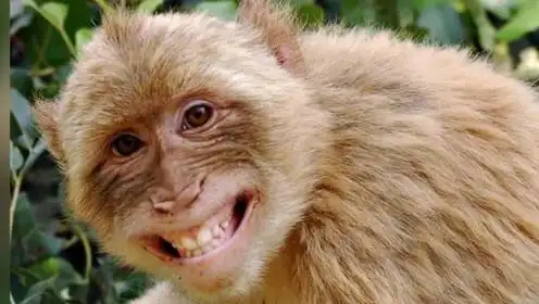 我们收集了30张动物爆笑图片,每一张让人开怀大笑