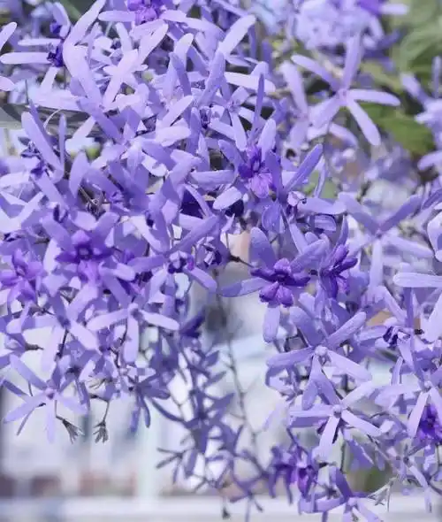 最受园丁欢迎的蓝色开花植物当属这六种吧图鉴