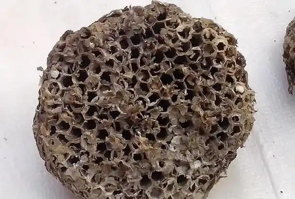 马蜂窝的药用价值有哪些,马蜂窝有什么药用价值图4