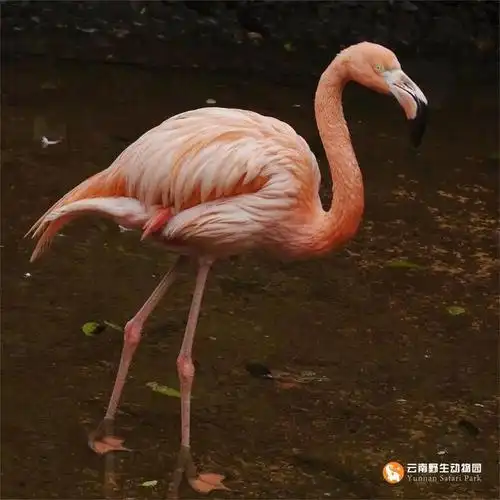 守护自然,世界因多样才更精彩|大自然|野生动物_网易订阅