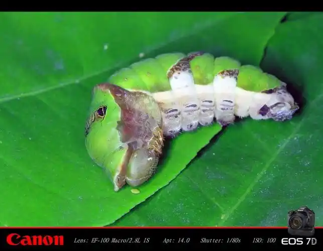 一条蝴蝶的幼虫