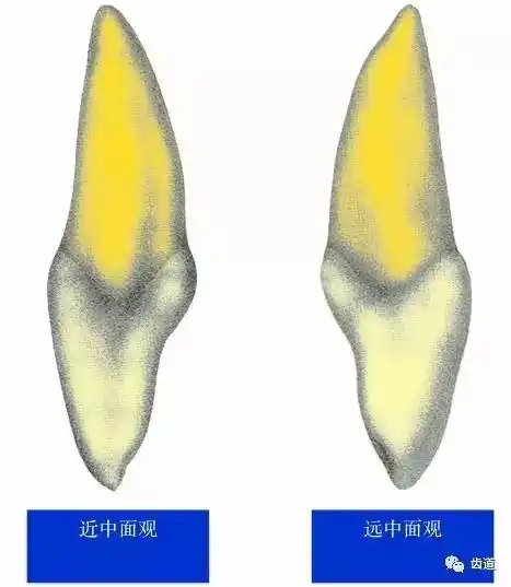 一颗牙的解剖91上颌中切牙解剖形态特征