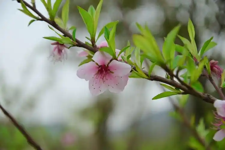 春已至,桃花开,一切美好终将到来