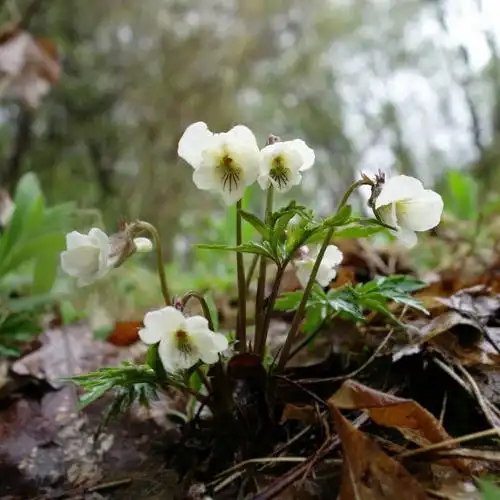 长白山最美野花100(上) ――――从早春到初夏