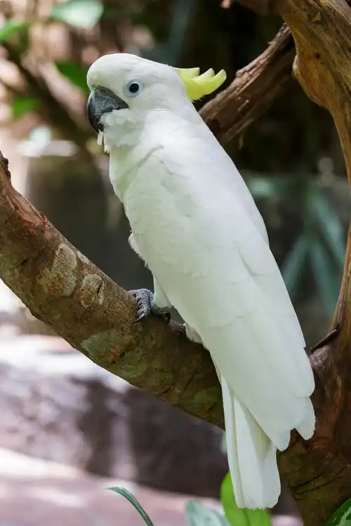 美冠鹦鹉图片_美冠鹦鹉图片大全_全景图片