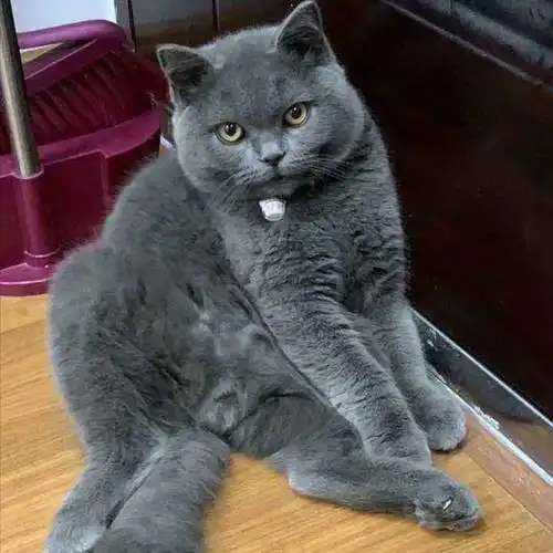 英短"蓝猫"有这6个表现,说明很爱你,别不知道!