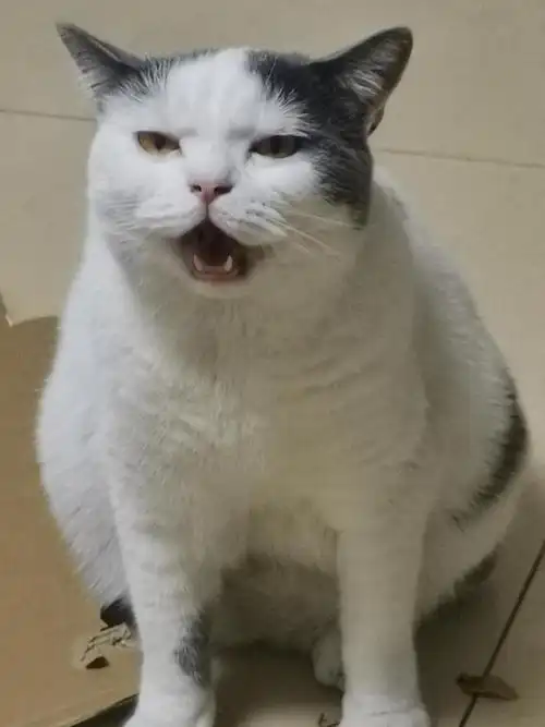 我的蓝白真的老丑了丑的笑出声