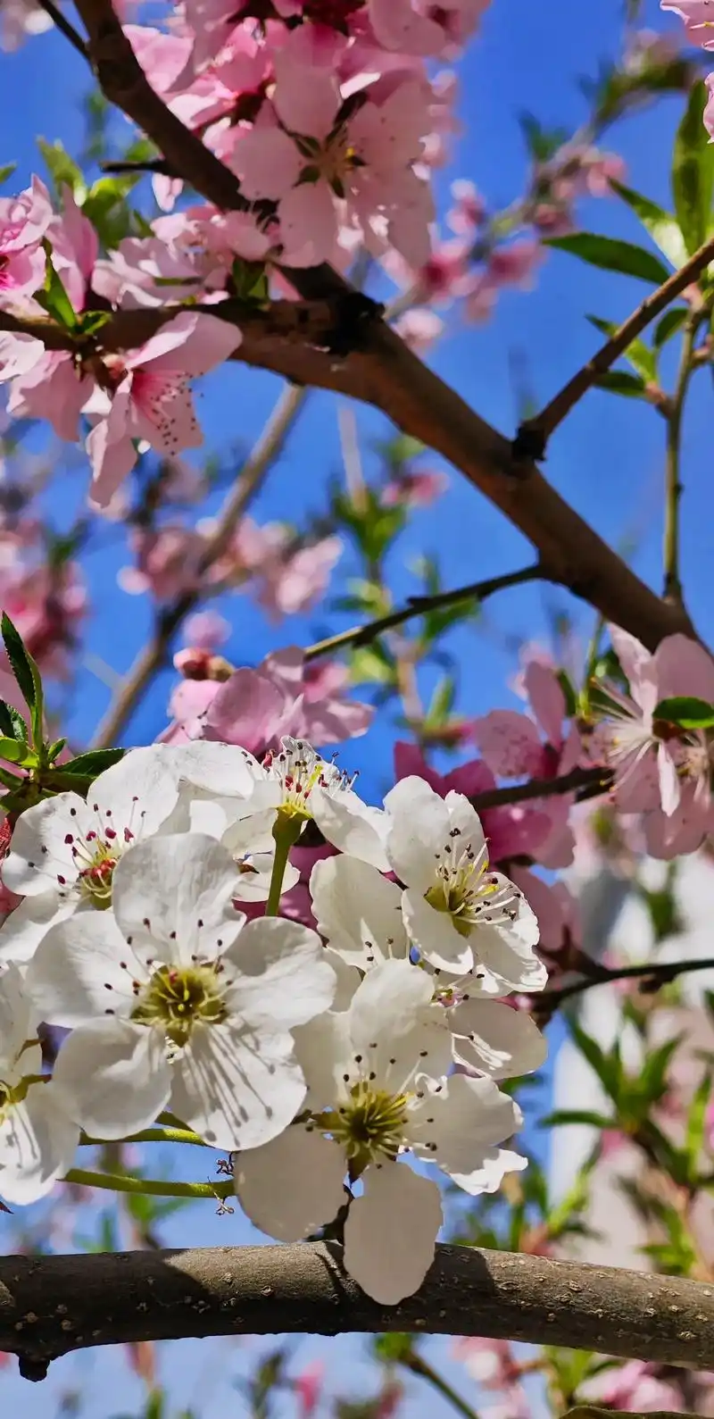 手机攝影 #治愈系风景 #捕捉身边的花草 #感受大自然的气 - 抖音