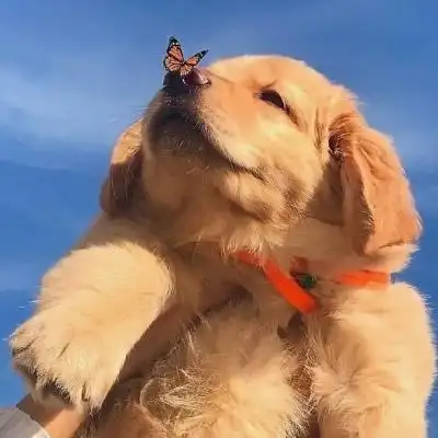 用了一辈子都不换的超萌狗狗头像